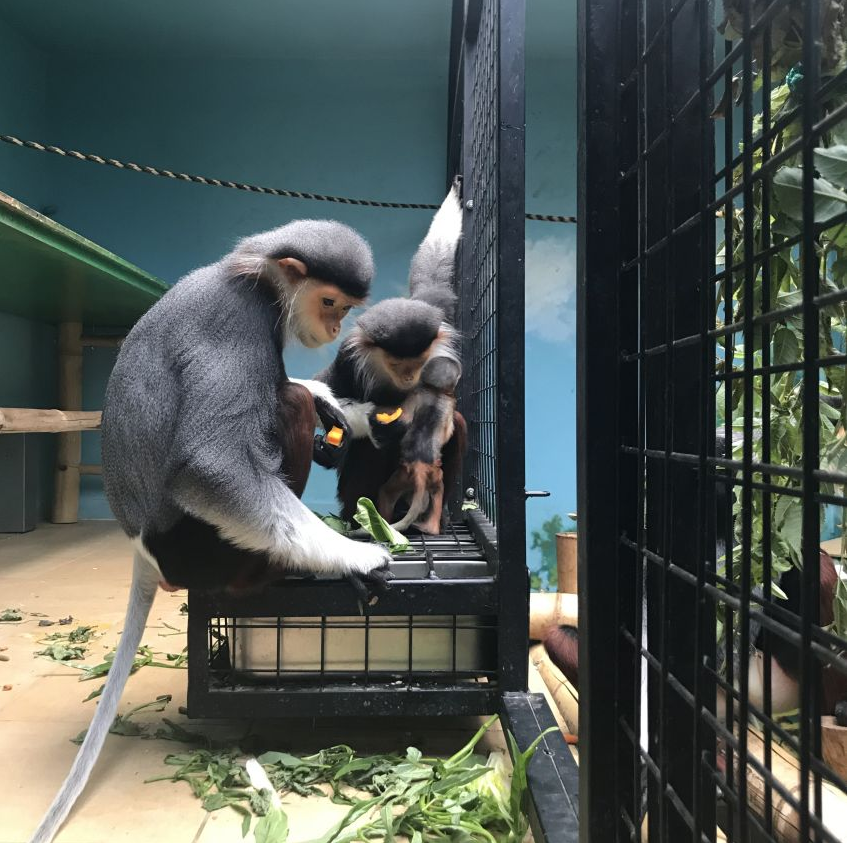 V ZOO Chleby sa narodila jedna z najvzácnejších opíc na svete